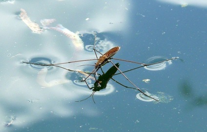 De ce apa nu se poate îneca interesant despre insecte