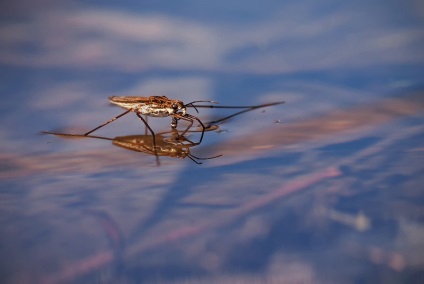 De ce apa nu se poate îneca interesant despre insecte
