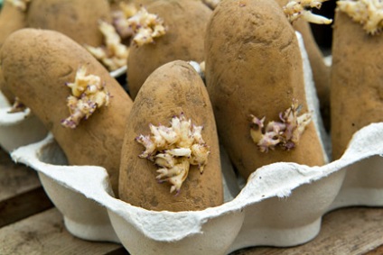 Pregătirea cartofilor de sămânță pentru plantare