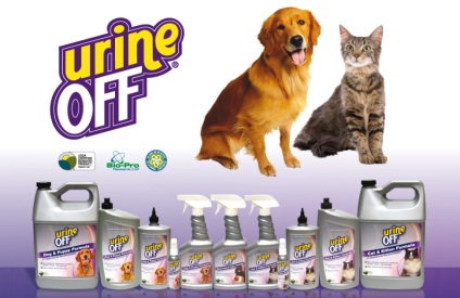 Sfaturi utile pentru proprietari cum să elimini mirosul urinei de pisică de la podea