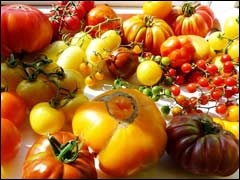 Colectarea și depozitarea de semințe de tomate