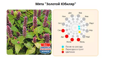 Plantarea de mentă și îngrijirea în aer liber