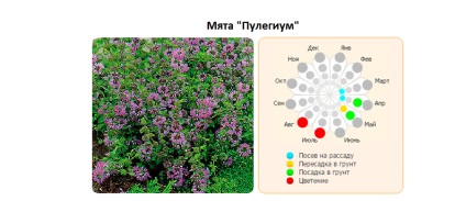 Ültetés menta és gondozása a nyílt terepen