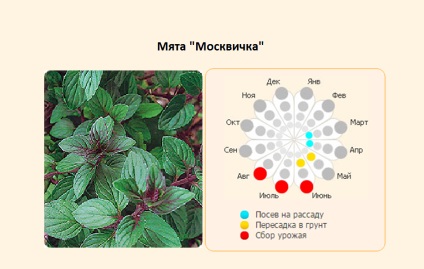 Plantarea de mentă și îngrijirea în aer liber