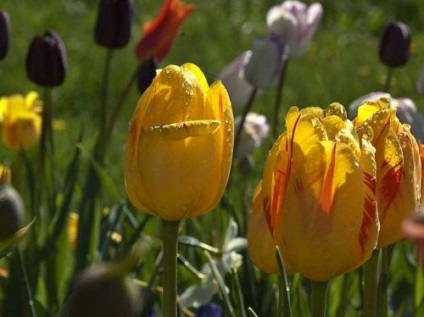 Ültetés tulipán ősszel, a választott helyen és időben a kirakodás