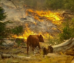 Consecințele incendiilor forestiere