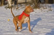 Magatartási szabályok az ismeretlen kutyákat a gyermekek számára, viselkedés ismeretlen kutyák, harci kutyák