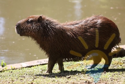 Frumosii locuitori ai lumii animale din Amazon nu vor lăsa pe nimeni indiferenți