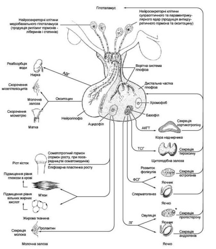 Principiile reglementării endocrine