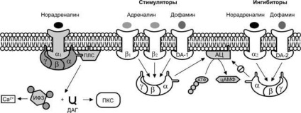 Principiile reglementării endocrine