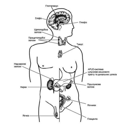 Principiile reglementării endocrine