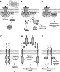 Principiile reglementării endocrine