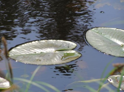 Natura vasyuganei noi