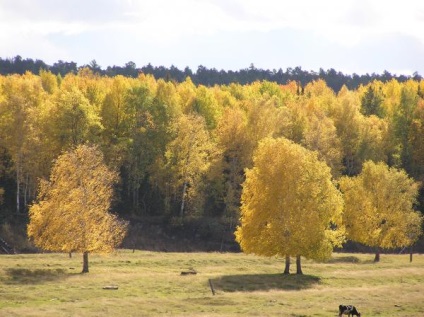 Natura vasyuganei noi