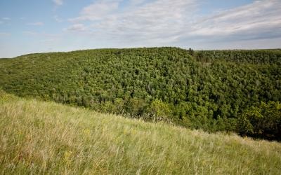 Natură, plante și animale din regiunea Saratov