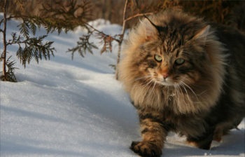 Originea Maine Coon generează legende, mituri și realitate