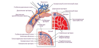 Procesul de excitație la bărbați