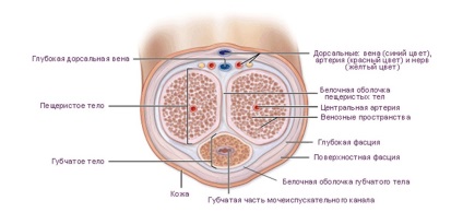 Procesul de excitație la bărbați