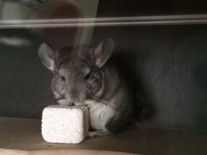 Un oaspete fluffy de la cordillera, sau tot despre chinchilla