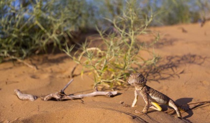 Fratele mare Desert (barkhan)