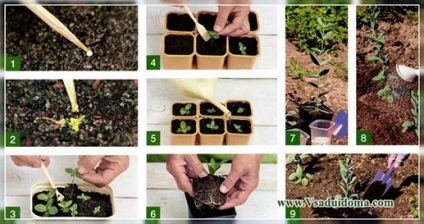 Разсад eustomy - как и кога най-добре да растение (снимка), на мястото на градина, вила и стайни растения