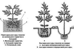 Răsaduri de roșii atunci când plantate, să crească o grădină!