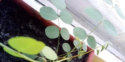 Plante la speciile de dacha, semnificație și experiență în creștere
