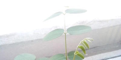 Plante la speciile de dacha, semnificație și experiență în creștere
