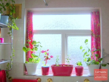 Növények a fürdőszobában