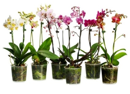 Reproducerea orhideelor ​​prin selecția butașii de material, pregătirea butașilor, sincronizarea