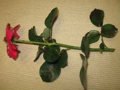 Diferite moduri de propagare a trandafirilor
