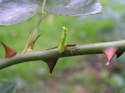 Diferite moduri de propagare a trandafirilor