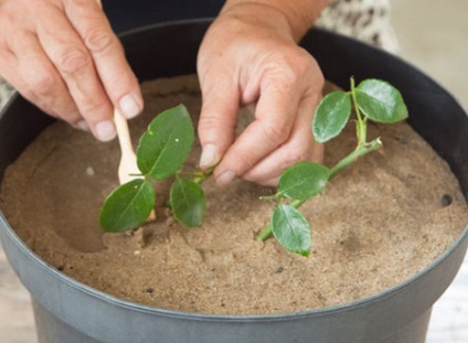 Diferite moduri de propagare a trandafirilor