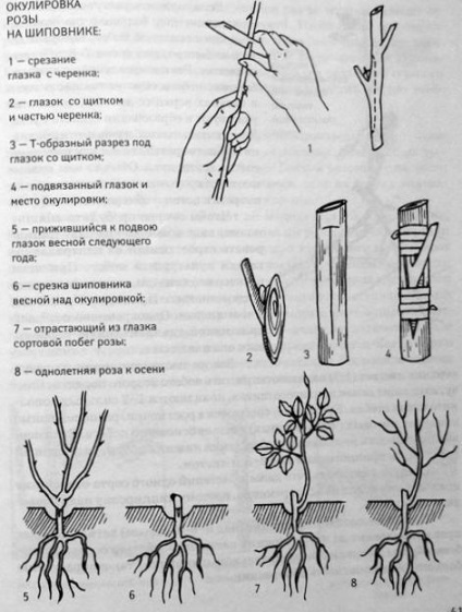 Diferite moduri de propagare a trandafirilor