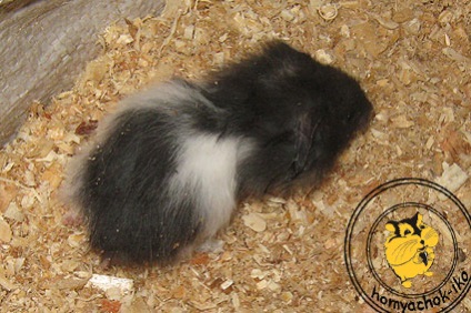 Reproducerea hamsterilor
