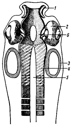 Dezvoltarea craniului 1973 - anatomie umană