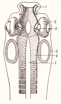 Dezvoltarea craniului - site medical