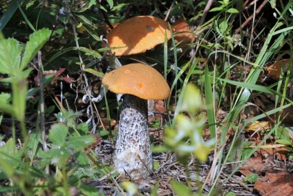 Ritka és drága fajta gombák - matsutake nő a Sakhalin egyes részein, átkozott