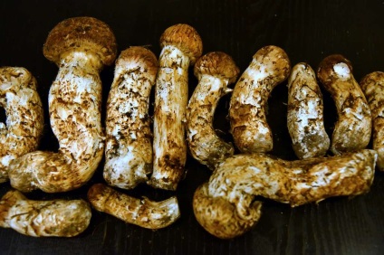 Tipuri de ciuperci rare și scumpe - matsuatch crește în unele zone ale Sahalinului, naibii de el