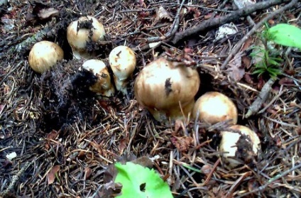 Tipuri de ciuperci rare și scumpe - matsuatch crește în unele zone ale Sahalinului, naibii de el