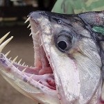 Conținutul de stropi de pește, hrănirea, fotografiile și videoclipurile