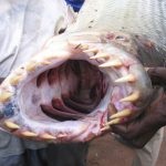 Conținutul de stropi de pește, hrănirea, fotografiile și videoclipurile
