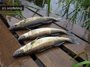 Fishing on Seliger lehet fogni