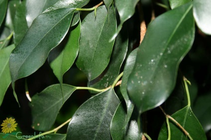 Homeland faj Ficus és annak leírását (tojás alakú zöld levelek) Homeland faj Ficus és annak leírását