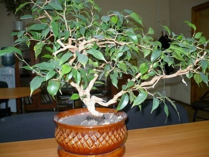 Homeland faj Ficus és annak leírását (közepes méretű fa) Homeland faj Ficus és annak leírását