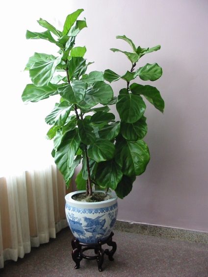 Homeland faj Ficus és annak leírását (közepes méretű fa) Homeland faj Ficus és annak leírását