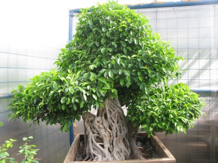 Homeland Ficus és variánsai leírt (home) Homeland faj Ficus és annak leírását