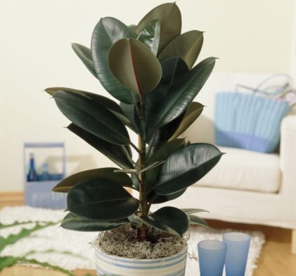 Homeland faj Ficus és annak leírását (tojás alakú zöld levelek) Homeland faj Ficus és annak leírását