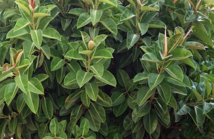 Homeland faj Ficus és annak leírását (levelek tojásdad) Homeland faj Ficus és annak leírását