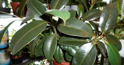 Homeland faj Ficus és annak leírását (levelek tojásdad) Homeland faj Ficus és annak leírását